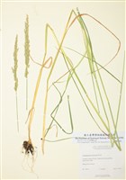藏品(松拂子茅)的圖片